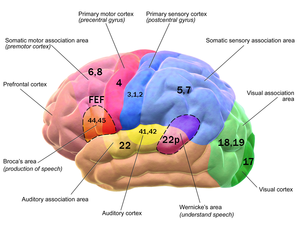 Motor Systems Somatic Motor Integrated Human Anatomy And Physiology