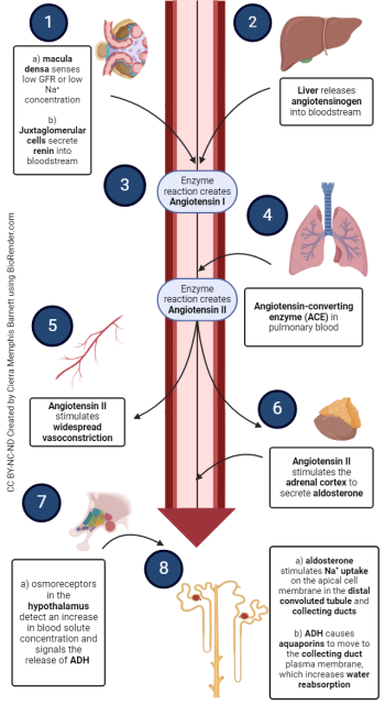 Tubular Reabsorption And Secretion Integrated Human Anatomy And