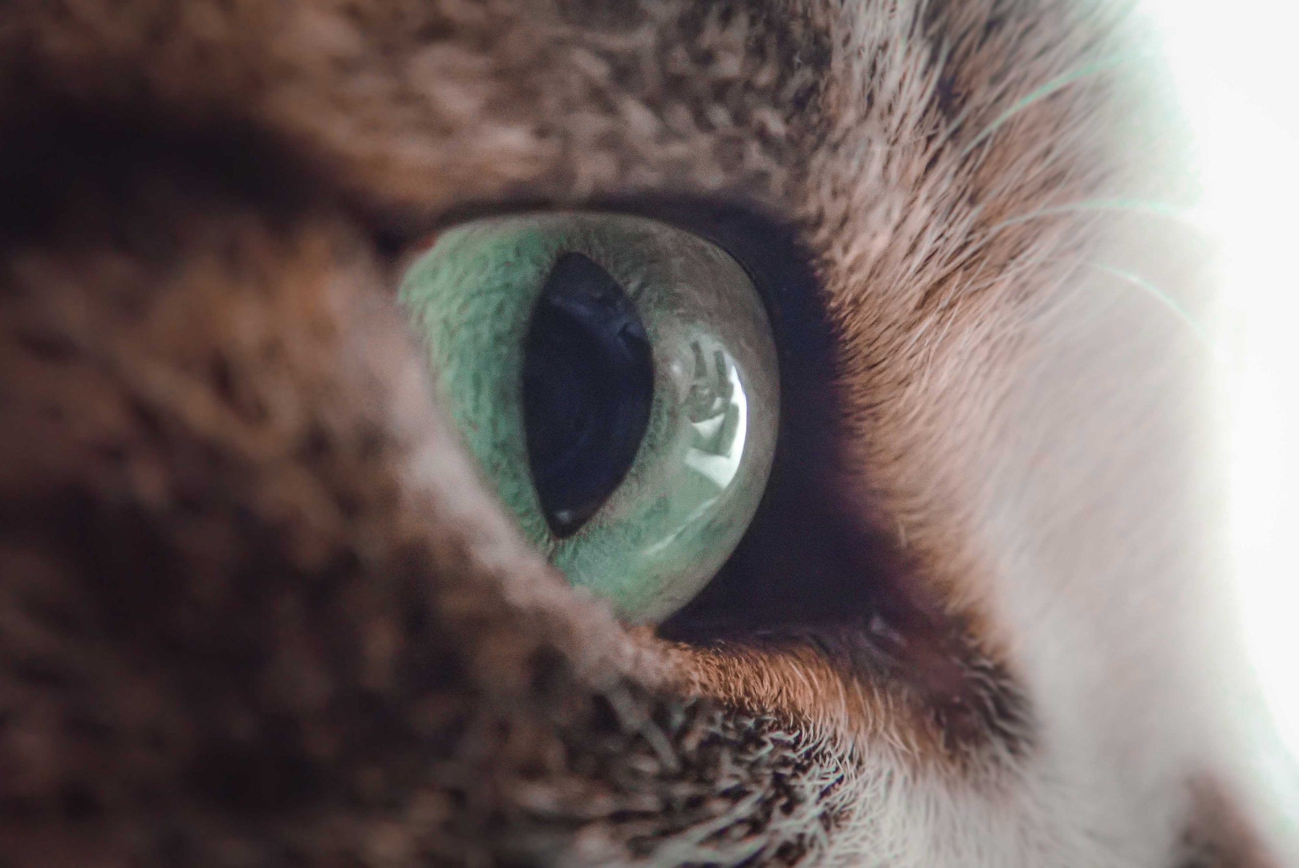 Close up of a cat’s eye