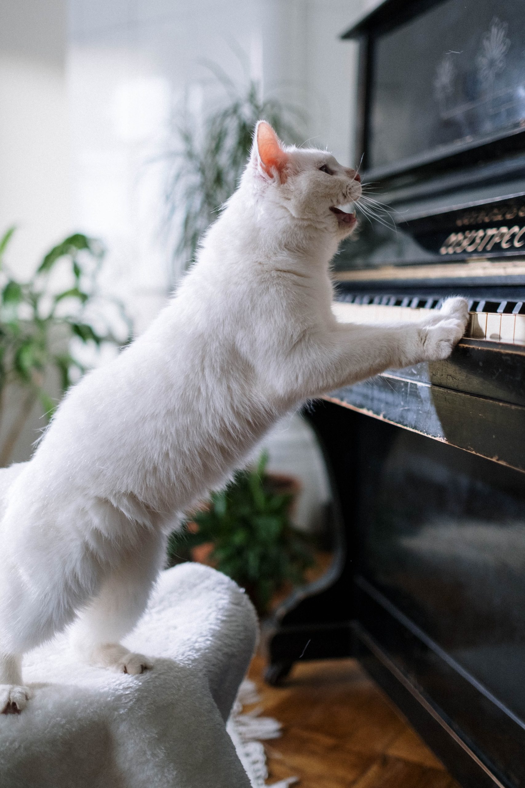 A cat and a piano