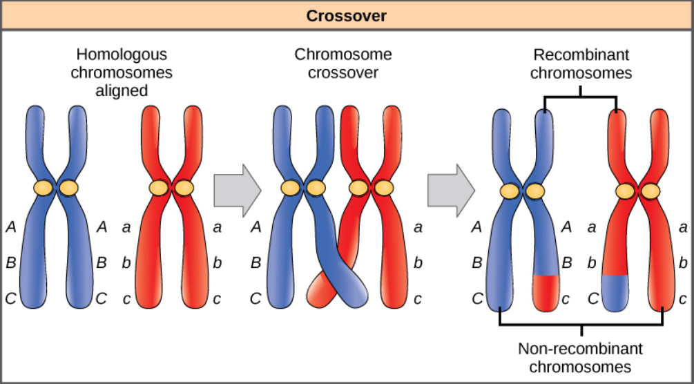 This illustration shows a pair of homologous chromosomes. One of the pair has the alleles ABC and the other has the alleles abc. During meiosis, crossover occurs between two of the chromosomes and genetic material is exchanged, resulting in one recombinant chromosome that has the alleles ABc and another that has the alleles abC. The other two chromosomes are non-recombinant and have the same arrangement of genes as before meiosis.