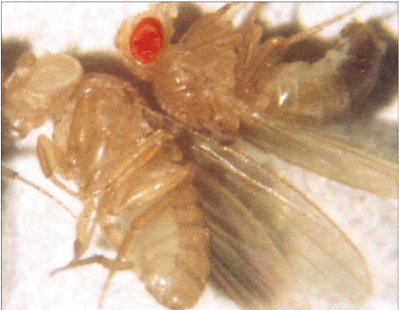 Photo shows two fruit flies, one with red eyes and one with white eyes.