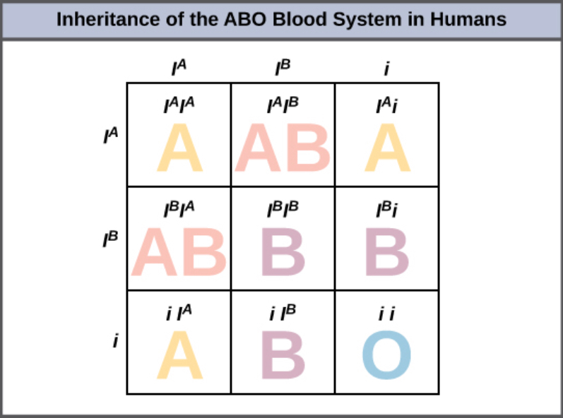 A Punnett square showing the possible genotype and phenotypes of the ABO blood types in humans.