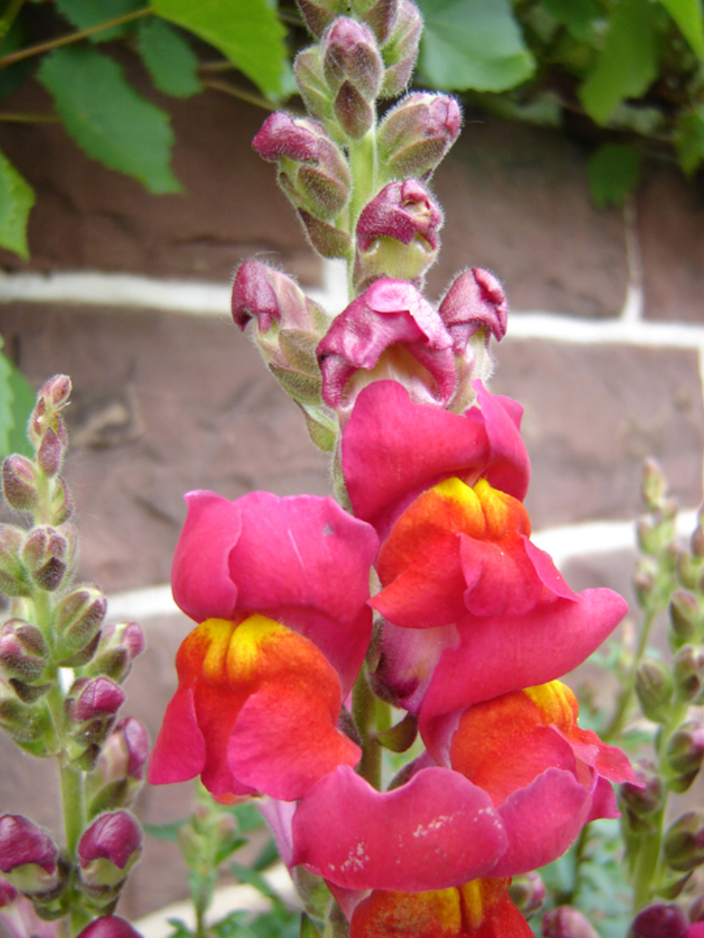 Photo is of a snapdragon with a pink flower.