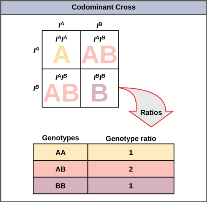 A Punnet square showing both parents with AB blood types. The offspring will have AA, AB, and BB blood types in a ratio of 1 to 2 to 1.