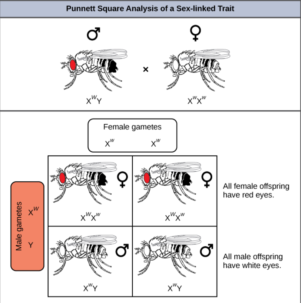 This illustration shows a Punnett square analysis of fruit fly eye color, which is a sex-linked trait. A red-eyed male fruit fly with the genotype X^{w}Y is crossed with a white-eyed female fruit fly with the genotype X^{w}X^{w}. All of the female offspring acquire a dominant X^{W} allele from the father and a recessive X^{w} allele from the mother, and are therefore heterozygous dominant with red eye color. All the male offspring acquire a recessive X^{w} allele from the mother and a Y chromosome from the father and are therefore hemizygous recessive with white eye color.