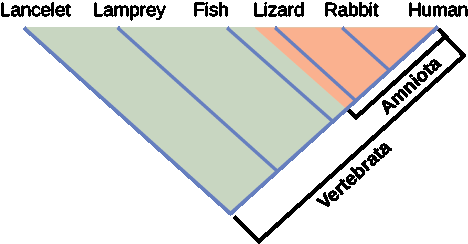 Illustration shows the V-shaped Vertebrata clade, which includes lancelets, lamprey, fish, lizards, rabbits and humans. Lancelets are at the left tip of the V, and humans are at the right tip. Four more lines are drawn parallel to the lancelet line; each of these lines starts further up the right arm of the V than the next. At the end of each line, from left to right, are lampreys, fish, lizards, and rabbits. Lizards, rabbits and humans, which form a small V nested in the upper right corner of the Vertebrata V, are in the clade Amniota.