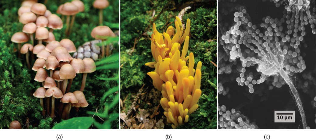  Fungi – Biology and the Citizen