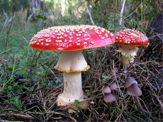 The photo shows two large mushrooms, each with a wide white base and a bright red cap. The caps are dotted with small white protrusions.