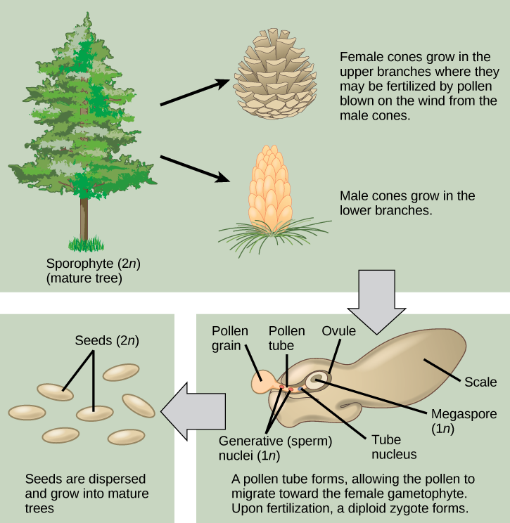 Lifecycle of a Conifer