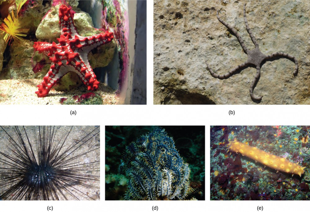 15.5 Echinoderms and Chordates – Biology and the Citizen