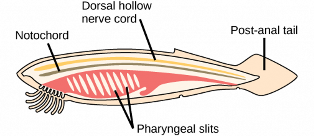 dorsal tubular nerve cord