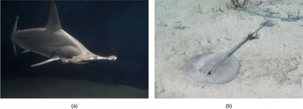 Photo a shows a shark with a wide snout. Photo b shows a stingray with a long, thin body and a circular head, resting on the sandy bottom.