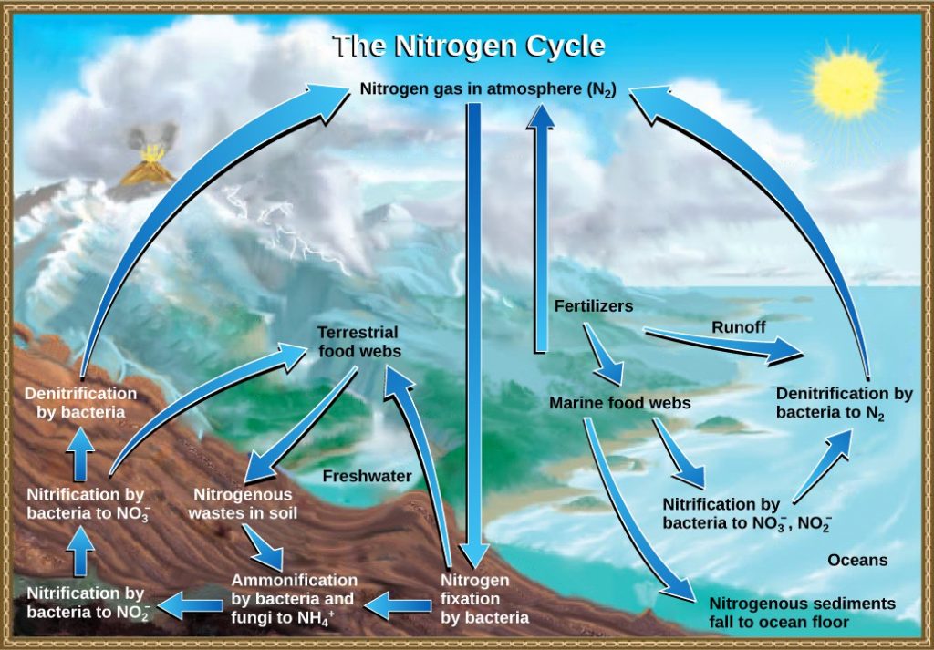 The illustration shows the nitrogen cycle. Nitrogen gas from the atmosphere is fixed into organic nitrogen by nitrogen fixing bacteria. This organic nitrogen enters terrestrial food webs. It leaves the food webs as nitrogenous wastes in the soil. Ammonification of this nitrogenous waste by bacteria and fungi in the soil converts the organic nitrogen to ammonium ion (NH4 plus). Ammonium is converted to nitrite (NO2 minus), then to nitrate (NO3 minus) by nitrifying bacteria. Denitrifying bacteria convert the nitrate back into nitrogen gas, which reenters the atmosphere. Nitrogen from runoff and fertilizers enters the ocean, where it enters marine food webs. Some organic nitrogen falls to the ocean floor as sediment. Other organic nitrogen in the ocean is converted to nitrite and nitrate ions, which is then converted to nitrogen gas in a process analogous to the one that occurs on land.