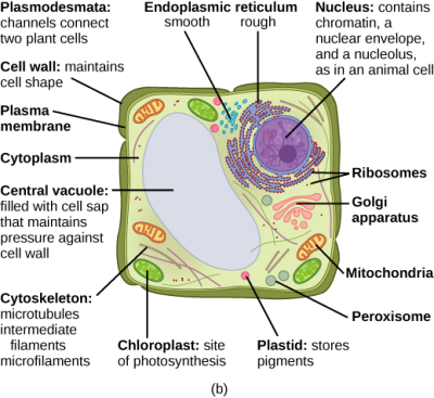 microfilaments and microtubules in a plant cell
