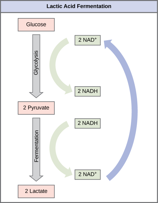 This image shows the process of lactic acid fermentation.