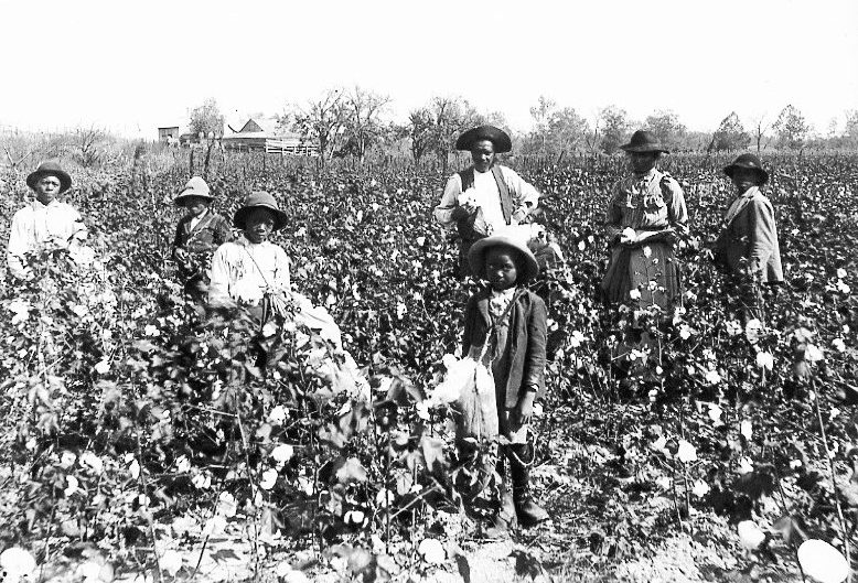 Seven Black workers standing in a vast cotton field