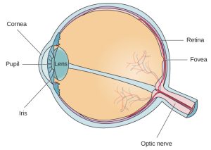 Image of a cross section of an eye that labels cornea, pupil, lens, iris in the front and retina, fovea, and optic nerve in the back of the eye.