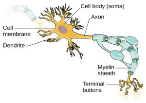 Image of a neuron structure with the labels: cell body (soma), axon, cell membrane, dendrite, myelin sheath, and terminal buttons