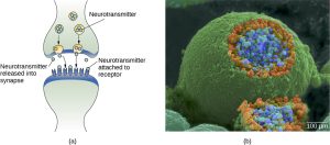 Two images marked a and b. image a shows the synaptic cleft with labeled parts of neurotransmitter, neurotransmitter released into synapse, and neurotransmitter attached to receptor. Image b is a colored image from an electron microscope. There is a round object that is green and at the center is blue dots surrounded by orange dots.