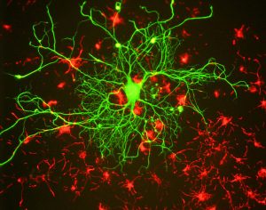 An image of a neuron that has lots of small branches that are green from a center along with red branches throughout the image.
