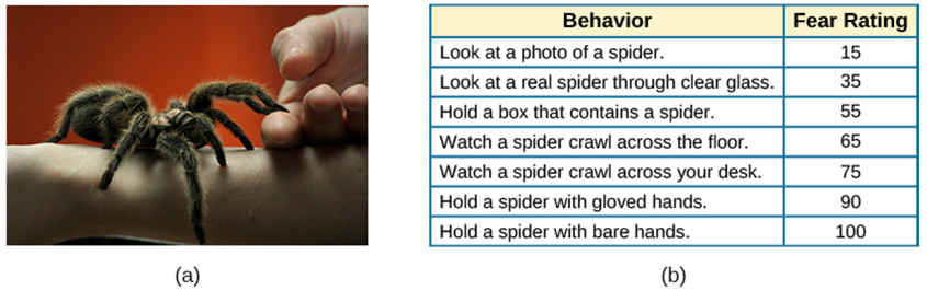 (a) A close-up picture of a very large spider on a person’s arm is shown. The person is using its other hand to hold up two of the spider’s legs. (b) Table listing two columns, "Behavior" and "Fear Rating". Under "Behavior" a listing of items that lead to holding a spider with one's bare hands. Under "Fear Rating" is a numerical value given to each behavior.