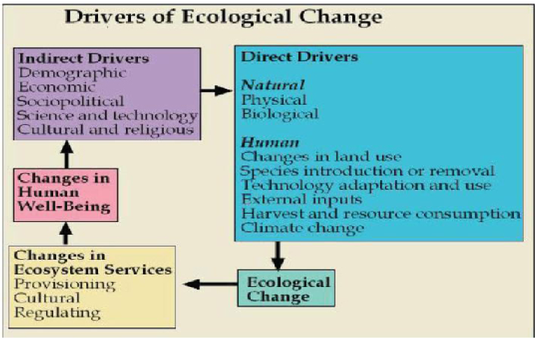 Diagram of the drivers of ecological change and its relationship to human well-being. This diagram has five boxes with arrows that point in a clockwise direction creating a full circle. We start with Indirect Drivers which are demographic, economic, sociopolitical, science and technology, and cultural and religious. This box points to the next one labeled Direct Drivers which include natural: physical and biological, and human: changes in land use, species introduction or removal, technology adaptation and use of external inputs, harvest and resource consumption, and climate change. This box of Direct Drivers points to the next box labeled Ecological Change which points to the box labeled Changes in Ecosystem Services which are provisioning, cultural, and regulating. This box points to a box labeled Changes in Human Well-Being which points back to the starting box labeled Indirect Drivers.