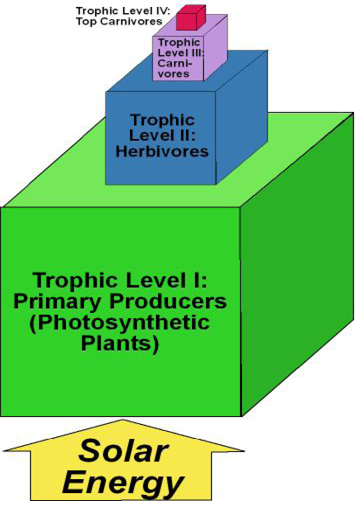 A diagram of trophic structures. The volume of each trophic level (which are shaped like cubes built on top on one another in this diagram) is proportionate to the energy supply it contains derived from solar energy. Level I is Primary Producers/ photosynthetic plants. Trophic level II is Herbivores. Trophic level III is Carnivores. Trophic level IV: is top carnivores.