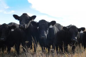 Photo of Black Angus cattle