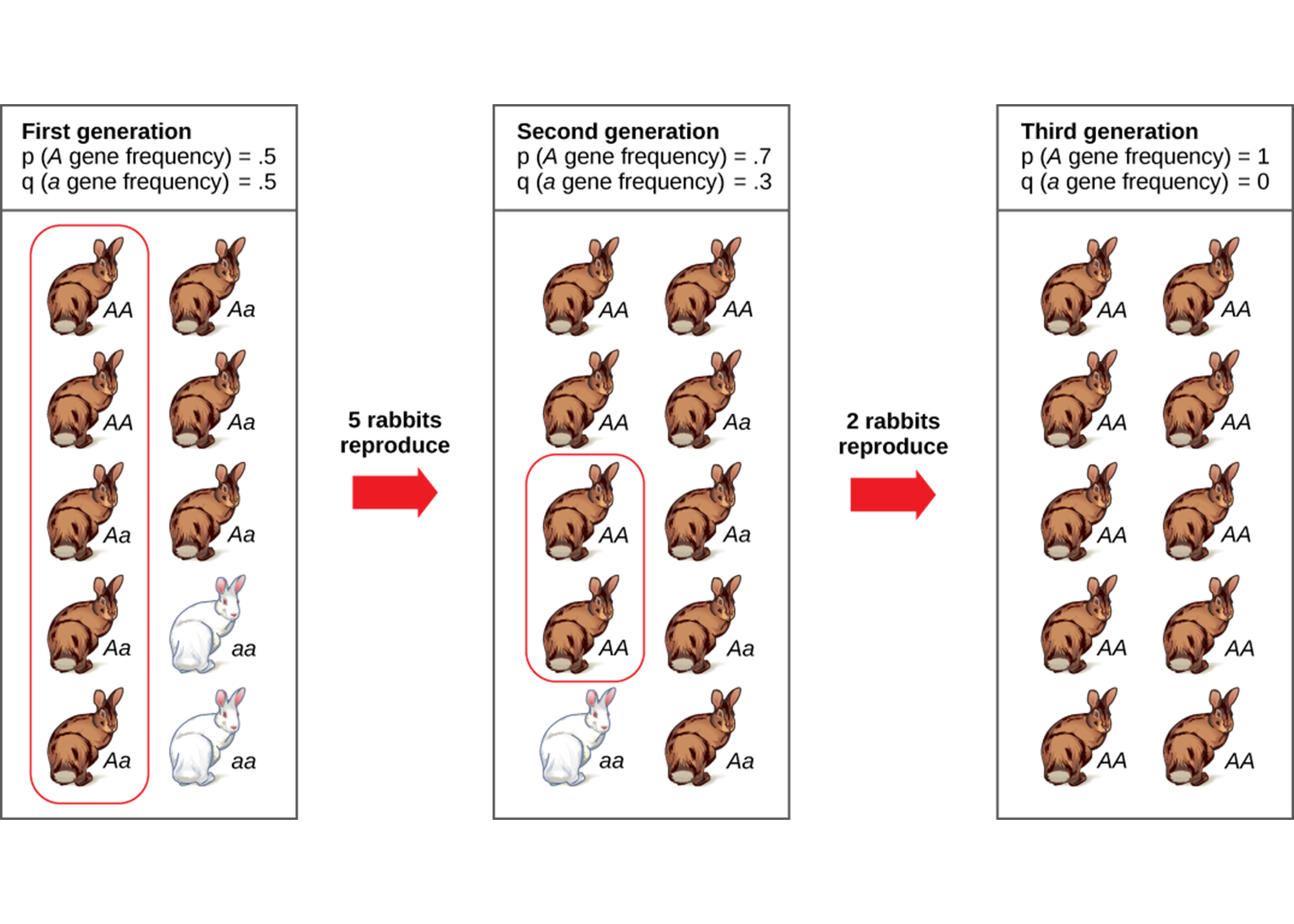 Genetic Drift