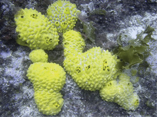 Are All Sponges Spongy? · Frontiers for Young Minds