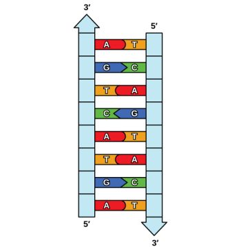 9.2 DNA Replication – Biology And The Citizen (2023)