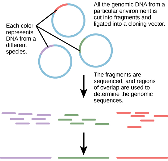 The diagram shows 3 individual rings representing DNA, with a small portion of each in a contrasting color. The small portions represent DNA from a different species. The 3 rings have the caption “All of the genomic DNA from a particular environment is cut into fragments and ligated into a cloning vector. The fragments are sequenced, and regions of overlap are used to determine the genomic sequences.” Below the rings are many pieces of the contrasting color portions only, with an arrow pointing to solid longer lines of the 3 colors.