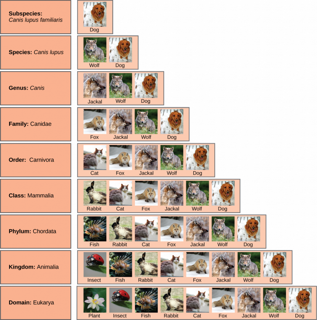 Taxonomic Classification