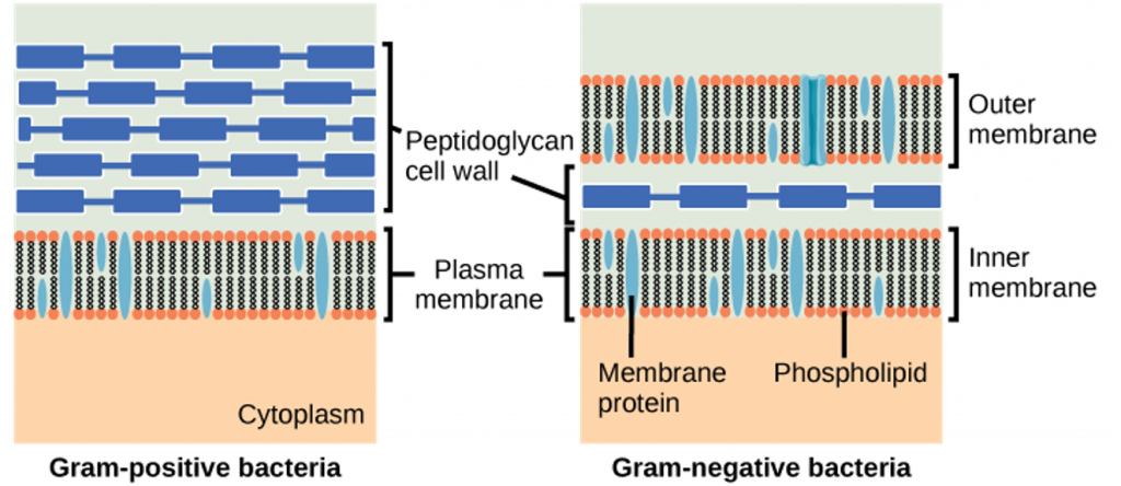 Groups of Bacteria