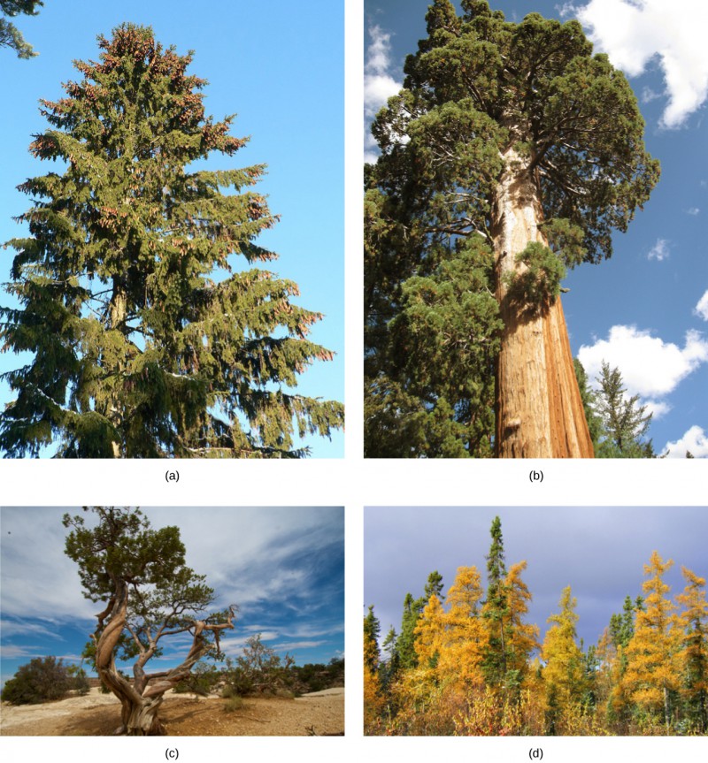 Photo A shows a tall spruce tree covered in pine cones. Photo B shows a sequoia with a tall, broad trunk and branches starting high up the trunk. Photo C shows a juniper tree with a gnarled trunk. Part D shows a forest of tamarack with yellow needles.