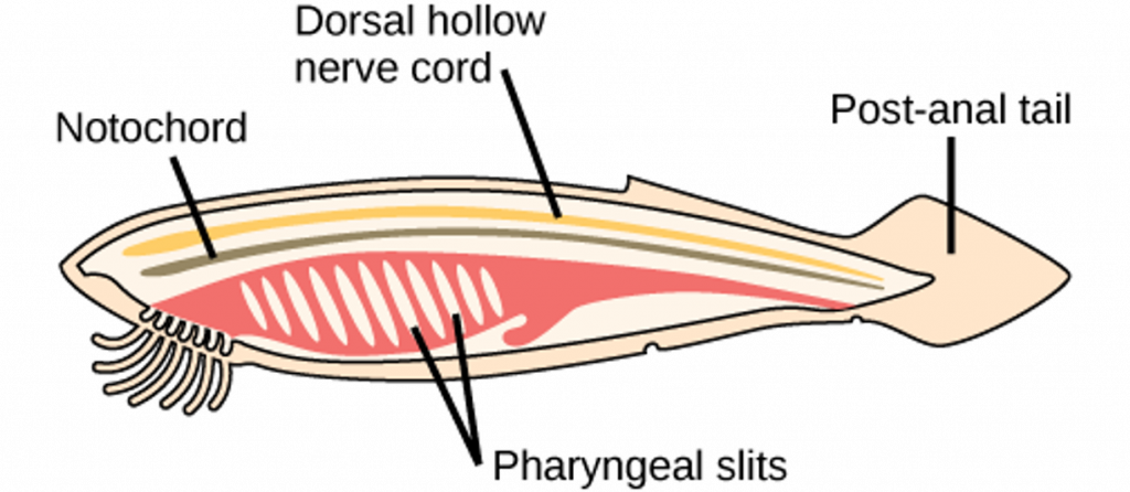 Нотохорд. Notochord. Notochord picture. External pharyngeal slits.