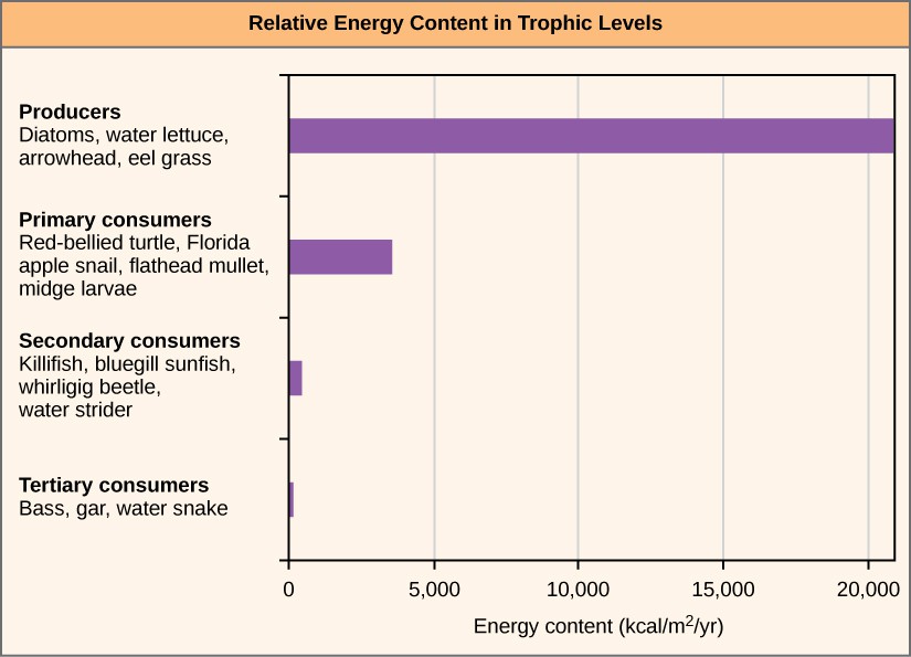 Graph shows energy content in different trophic levels. The energy content of producers is over 20,000 kilocalories per meter squared per year. The energy content of primary consumers is much smaller, about 4,000 kcal/m 2/year. The energy content of secondary consumers is 100 kcal/m2/year, and the energy content of tertiary consumers is only 1 kcal/m2/year