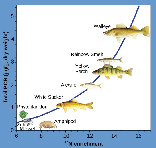 The illustration is a graph that plots total PCBs in micrograms per gram of dry weight versus nitrogen-15 enrichment, shows that PCBs become increasingly concentrated at higher trophic levels. The slope of the graph becomes increasingly steep as consumer levels increase, from phytoplankton to walleye.