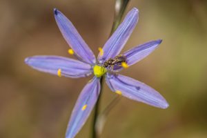 Figure 2.16 Image of a blue camas flower and an insect pollinator.