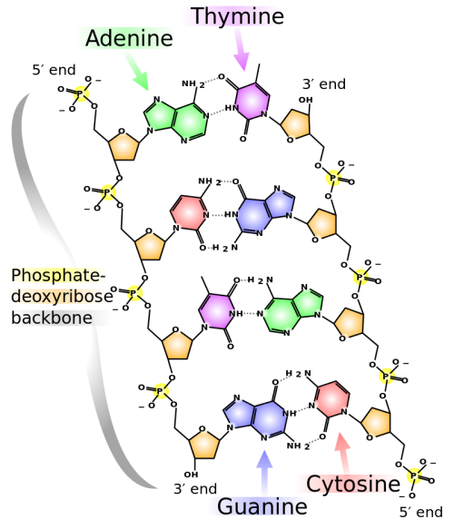 Figure 2.24 Chemical structure of DNA