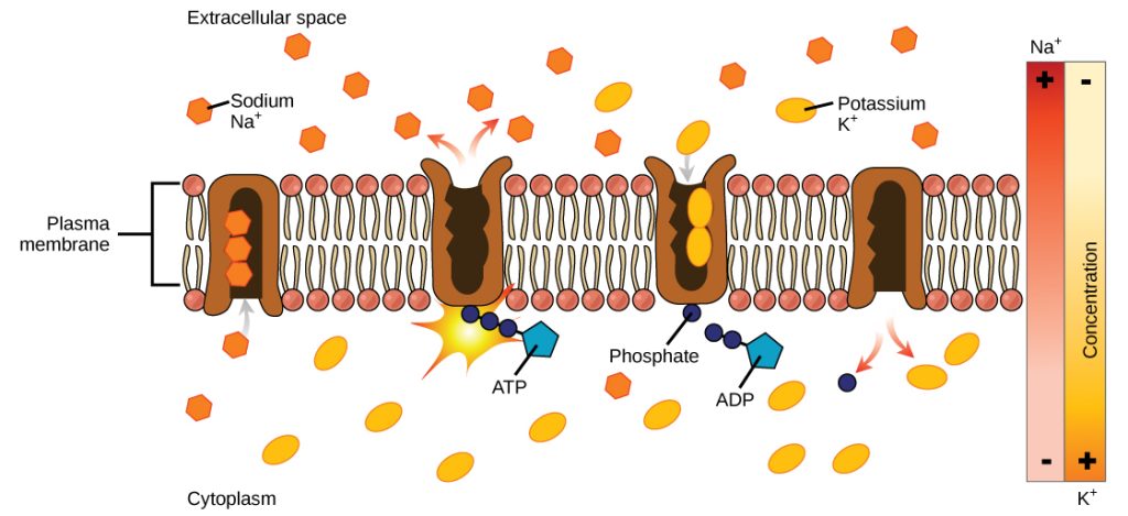 This illustration shows the sodium-potassium pump. Initially, the pump’s opening faces the cytoplasm, where three sodium ions bind to it. The pump hydrolyzes ATP to ADP and, as a result, undergoes a conformational change. The sodium ions are released into the extracellular space. Two potassium ions from the extracellular space now bind the pump, which changes conformation again, releasing the potassium ions into the cytoplasm.