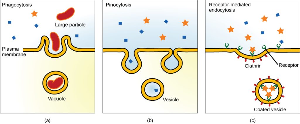 pinocytosis and phagocytosis