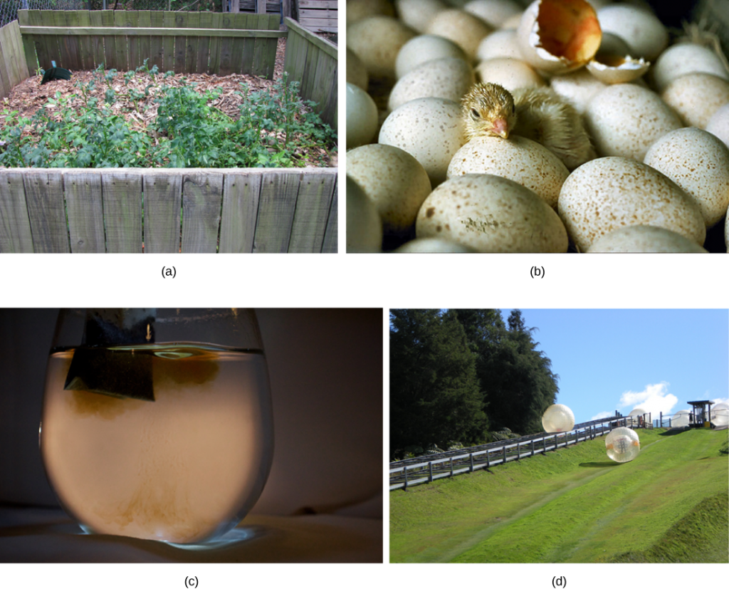 Four photos, from left to right, show a compost pile, a baby chick emerging from a fertilized egg, a teabag’s dark-colored contents diffusing into a clear mug of water, and a ball rolling downhill.