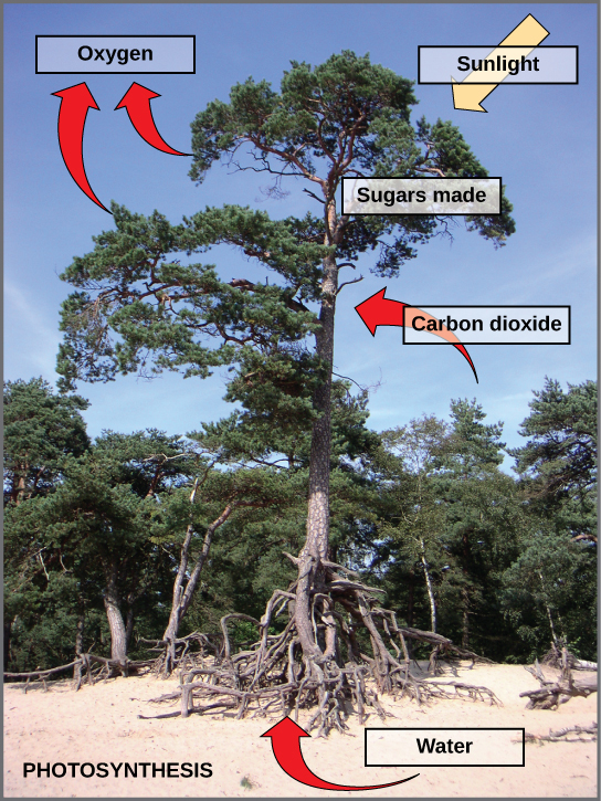 Photosynthesis is the origin of the products that comprise the main elements of the human diet.