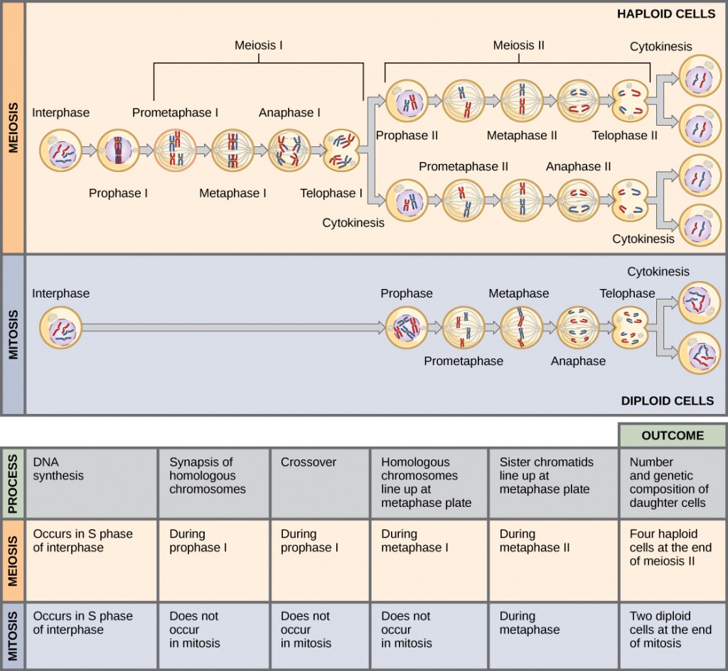 This illustration compares meiosis and mitosis. In meiosis, there are two rounds of cell division, whereas there is only one round of cell division in mitosis. In both mitosis and meiosis, DNA synthesis occurs during S phase. Synapsis of homologous chromosomes occurs in prophase I of meiosis, but does not occur in mitosis. Crossover of chromosomes occurs in prophase I of meiosis, but does not occur in mitosis. Homologous pairs of chromosomes line up at the metaphase plate during metaphase I of meiosis, but not during mitosis. Sister chromatids line up at the metaphase plate during metaphase II of meiosis and metaphase of mitosis. The result of meiosis is four haploid daughter cells, and the result of mitosis is two diploid daughter cells.