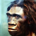 Artist's depiction of Homo erectus