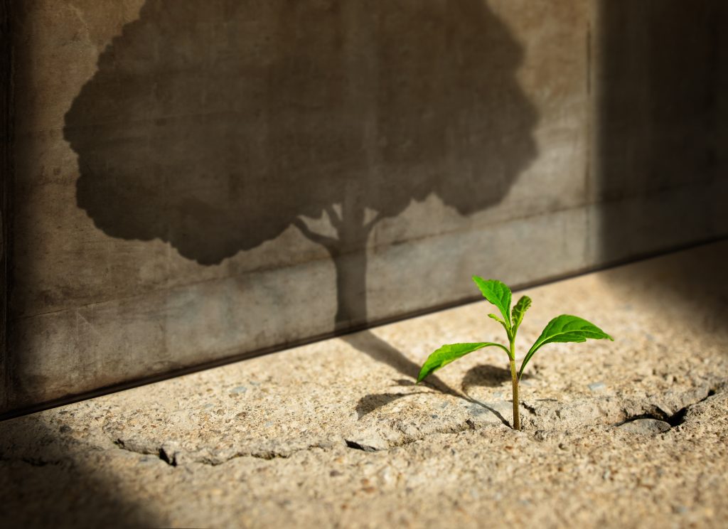 Image of a seedling growing out of a crack in the pavement. The shadow reflects a tree, not a seedling.