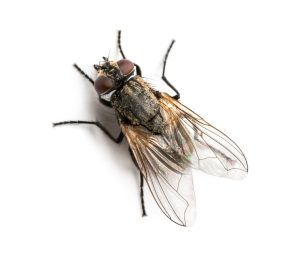 Dirty Common housefly viewed from up high, Musca domestica, isolated on white background