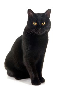 black cat in front of white background